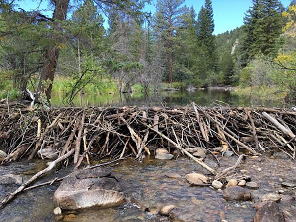 River and forrest setting with a beaver dam