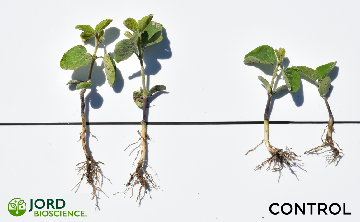 two sprouts next to each other on a solid black line with roots and leaves 