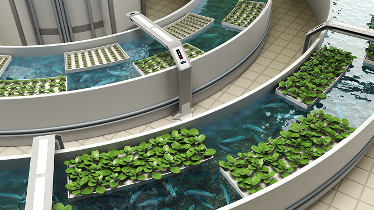 Students Lead Research into Emerging Aquaponics Industry