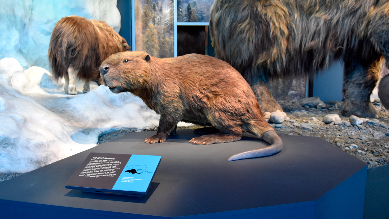 Castoroides ohioensis. Гигантский Бобр Castoroides. Сибирский доисторический Бобр. Гигантский вымерший бобер.