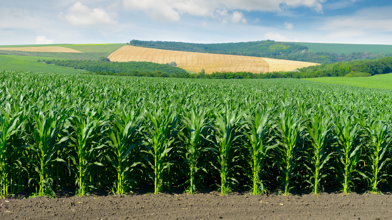 U Licenses Tech to Help Corn Growers Hone Fertilizer Use