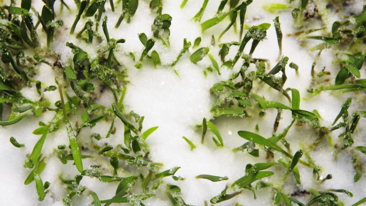 Snow-covered ground with green plants poking through