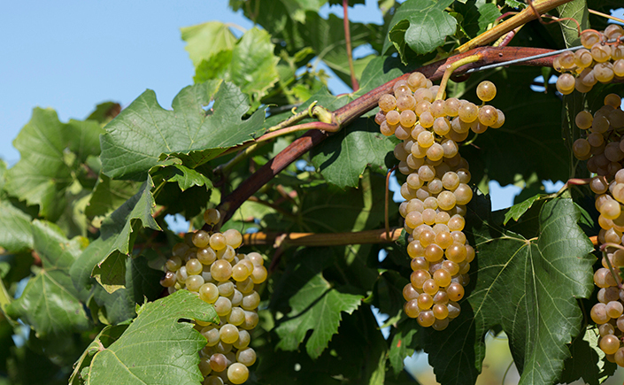 itasca grape on the vine