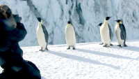 Penguins in snow
