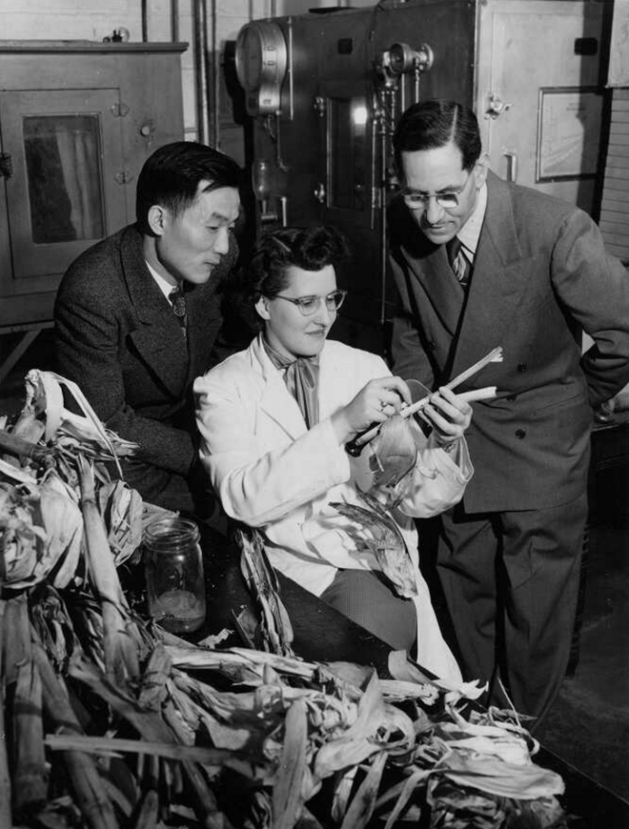  Henry Chang, Jeanne Marie Hellberg and Frederick Holdaway examine corn stalks