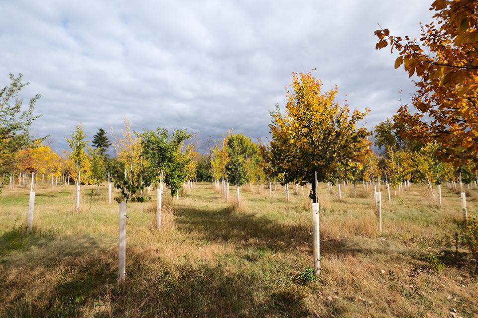 Many small trees growing in an autumn setting