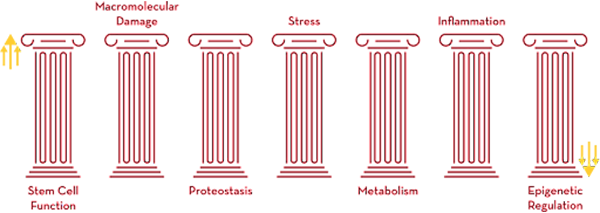 Graphic with columns representing hallmarks of aging