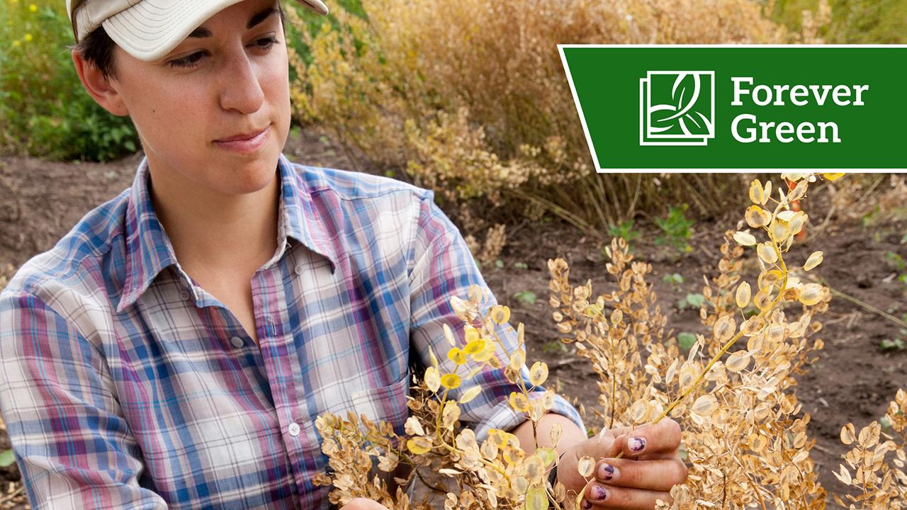 Woman looking at plants in field alongside Forever Green logo