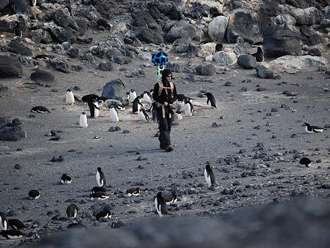 Man with giant camera on back walking among penguins in barren landscape