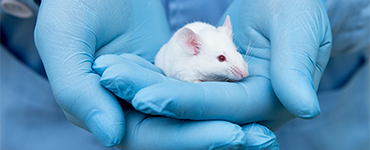 white mouse in held in the hands of blue gloved hands