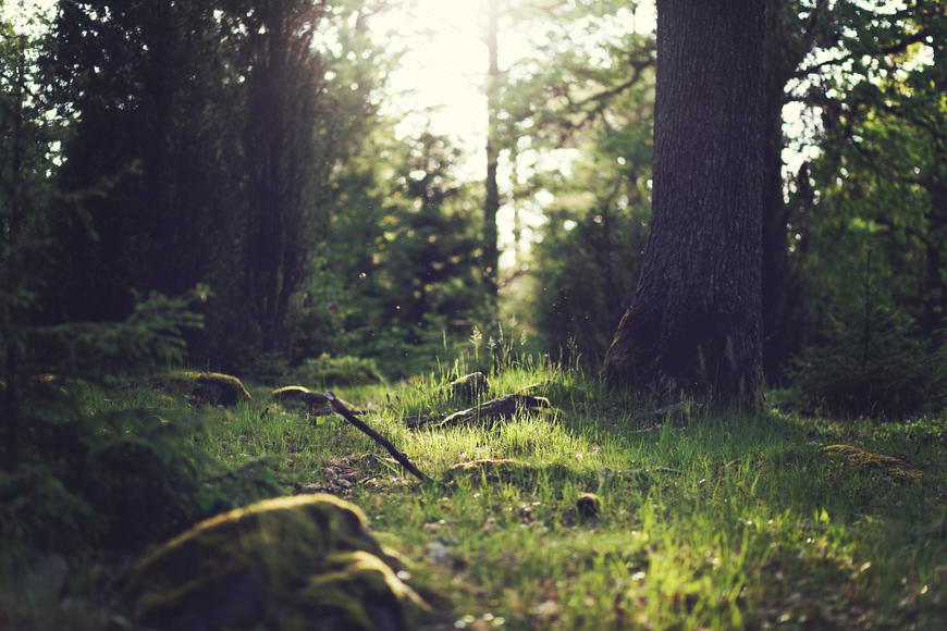 Sunlight on forest floor