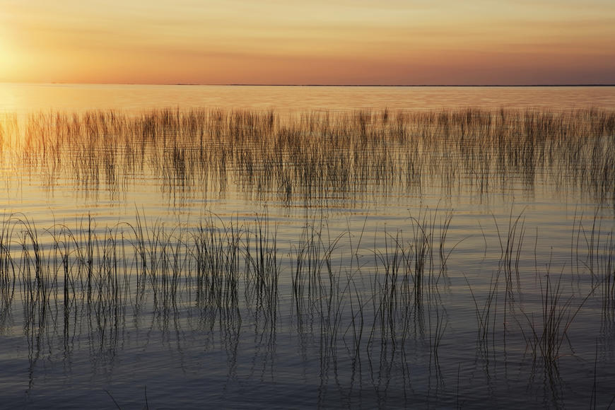 Lake with reeds at sunset