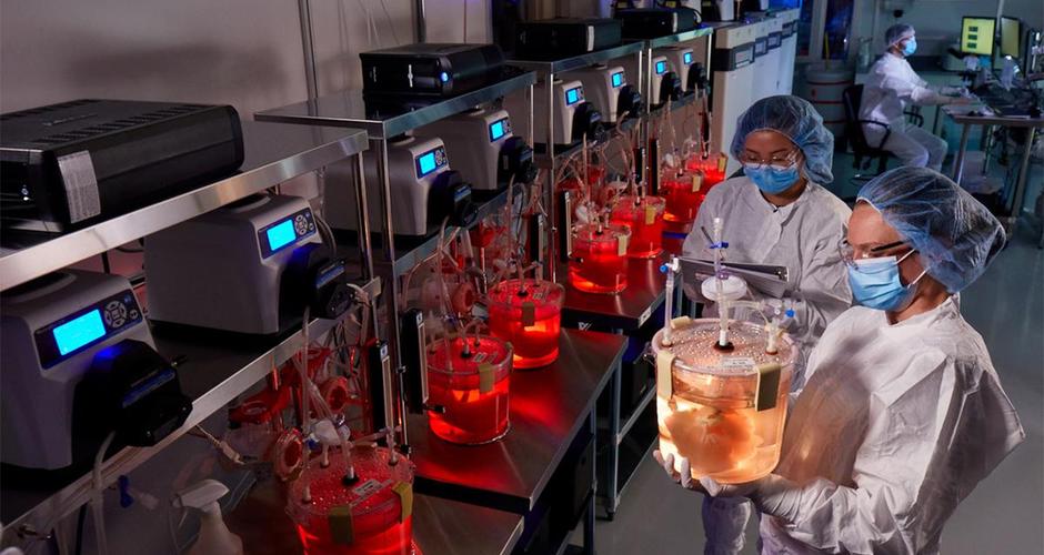 researchers in lab holding jars with organs