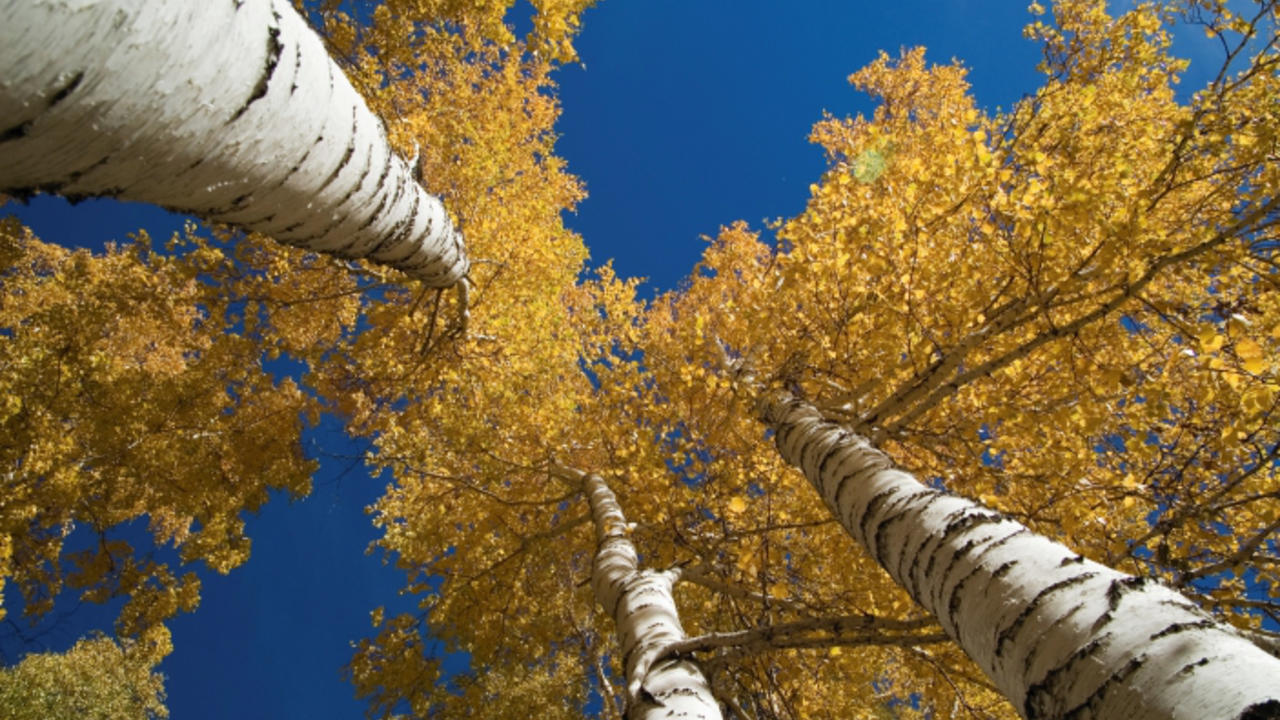autumn birch trees