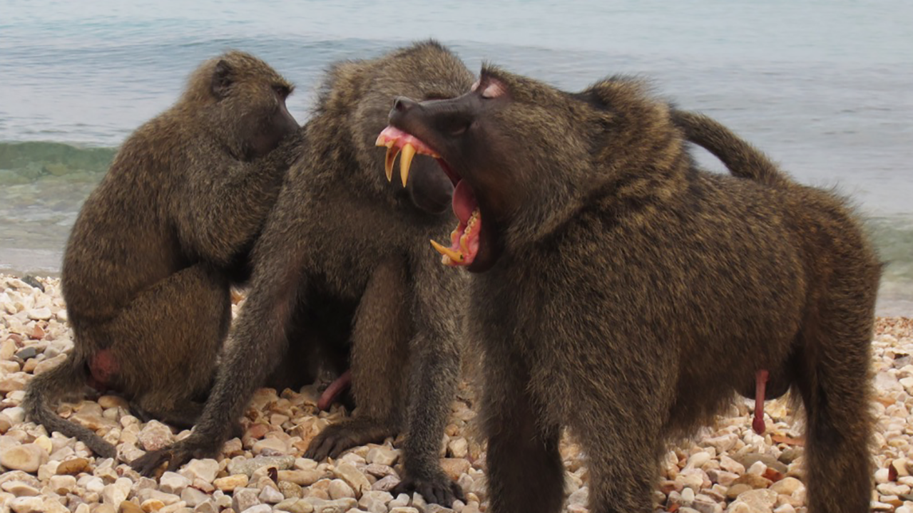 Three baboons standing close by, with one shouting.
