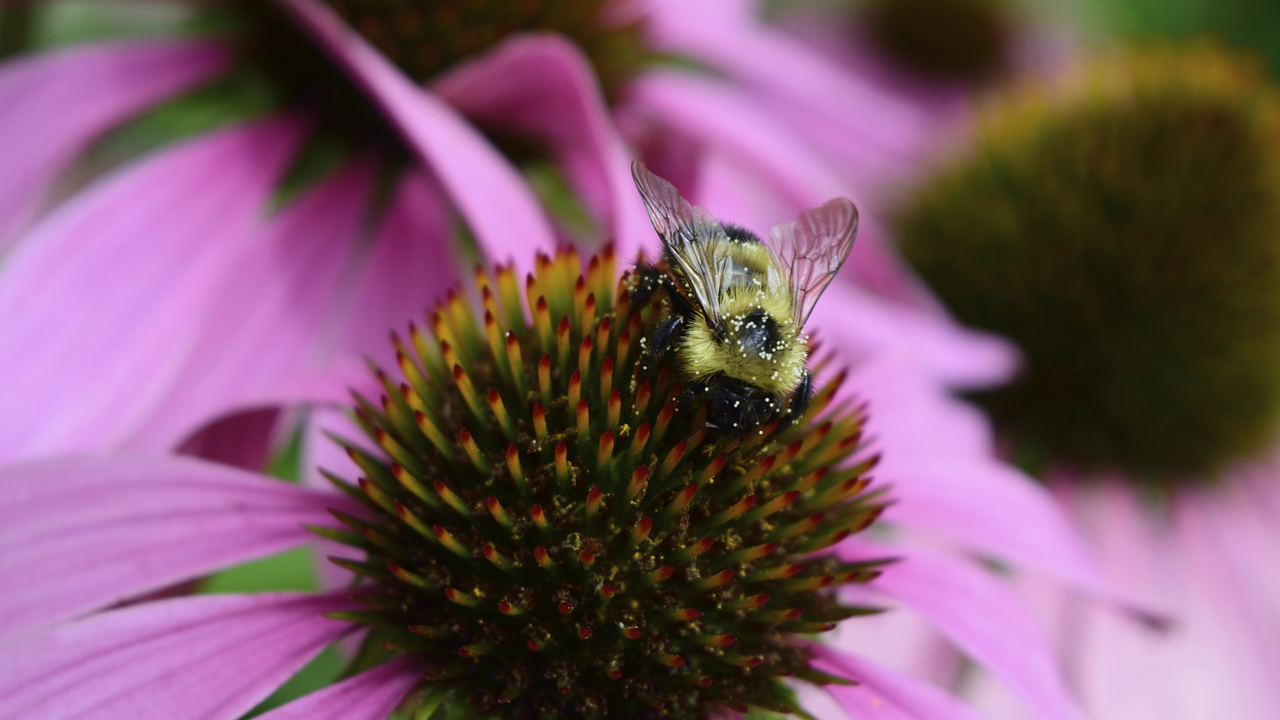 Bee on a pink coneflower