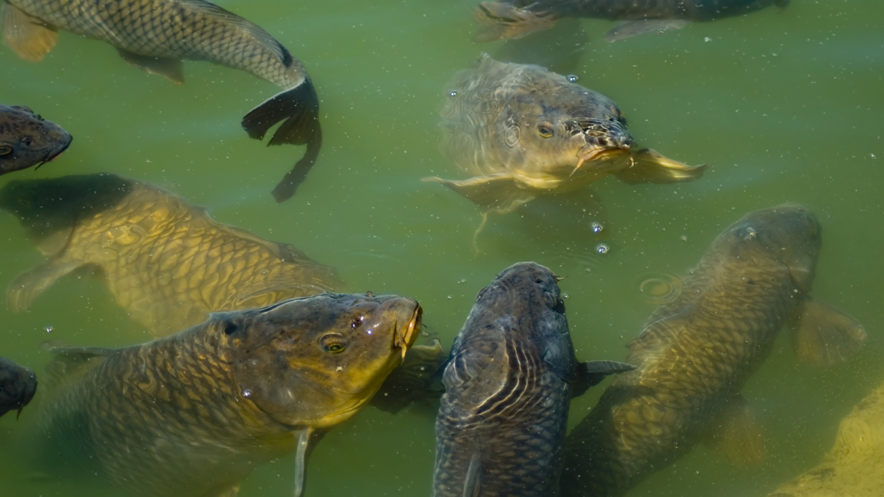 Carp feeding in a pond
