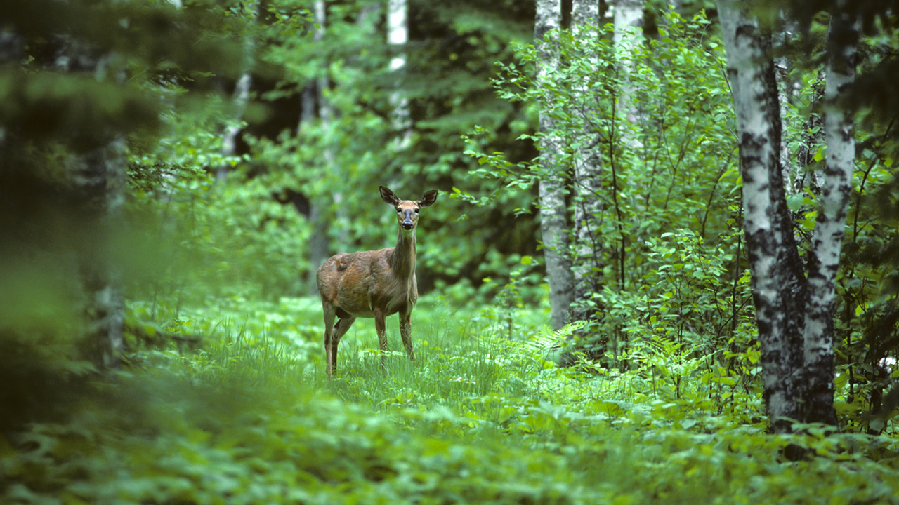 Deer standing in the woods