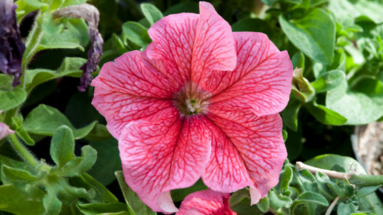 Pink Enigma flower
