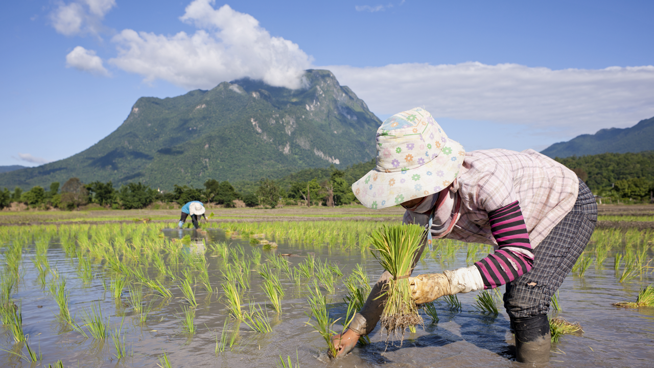 Farm laborers plant rice seedlings in Thailand