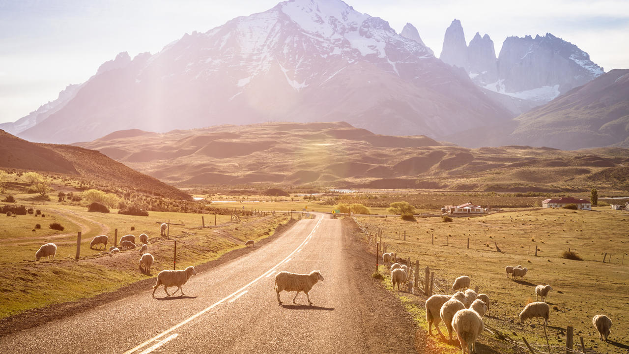 Sheep grazing near a road and mountain