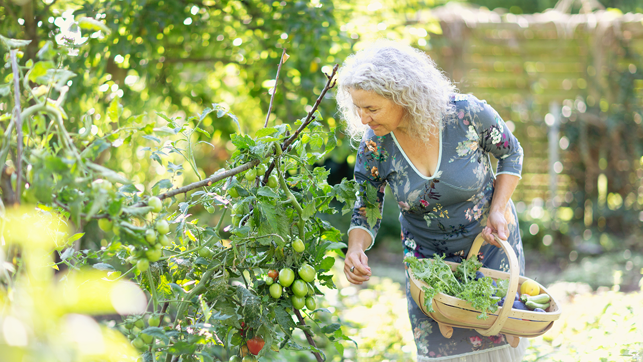 Senior woman picking vegetables in garden