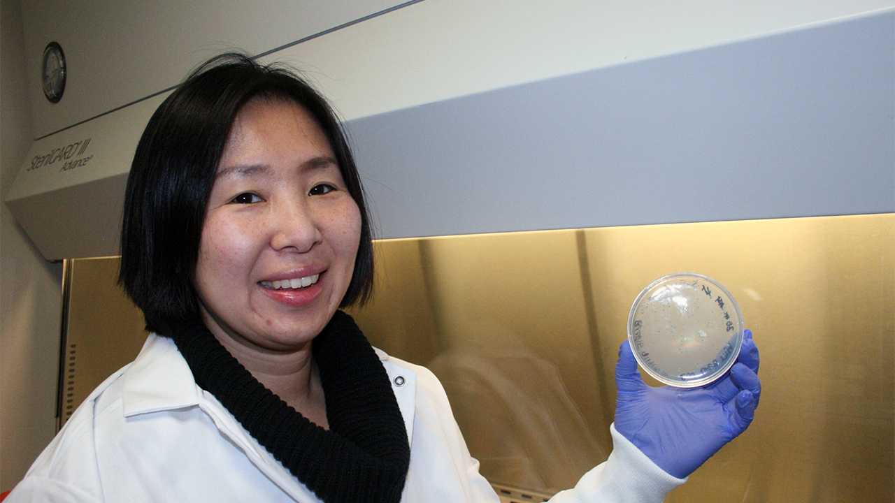 Chan Lan Chun in NRRI laboratory holding a petri dish