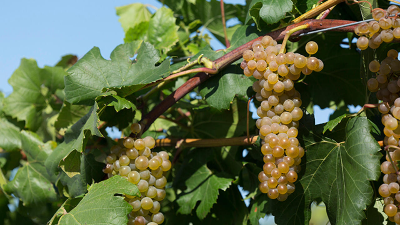 itasca grape on the vine