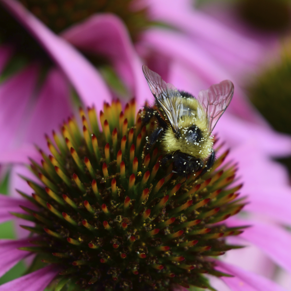 Bee on a pink coneflower