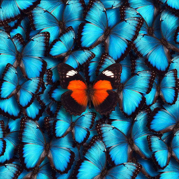 Multitude of blue butterflies with a single orange butterfly atop them