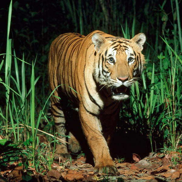 A tiger in tall grass