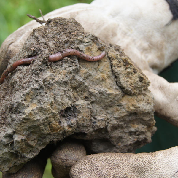 Close-up view of earthworms in a chunk of soil