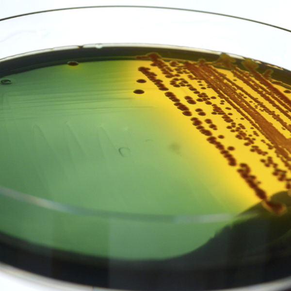 A petri dish with multi-colored liquid inside