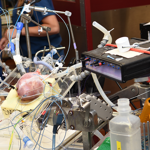 A pig's heart, hooked up to equipment that keeps it beating, in the Visible Heart Lab 