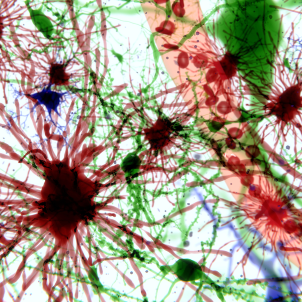 Colorful nerve cells